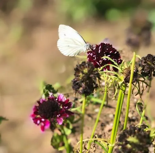 Alojamento de Acomodação e Pequeno-almoço Talmuehle Neustadt an der Weinstraße